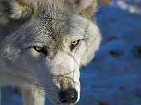 Arctic Wolf 034